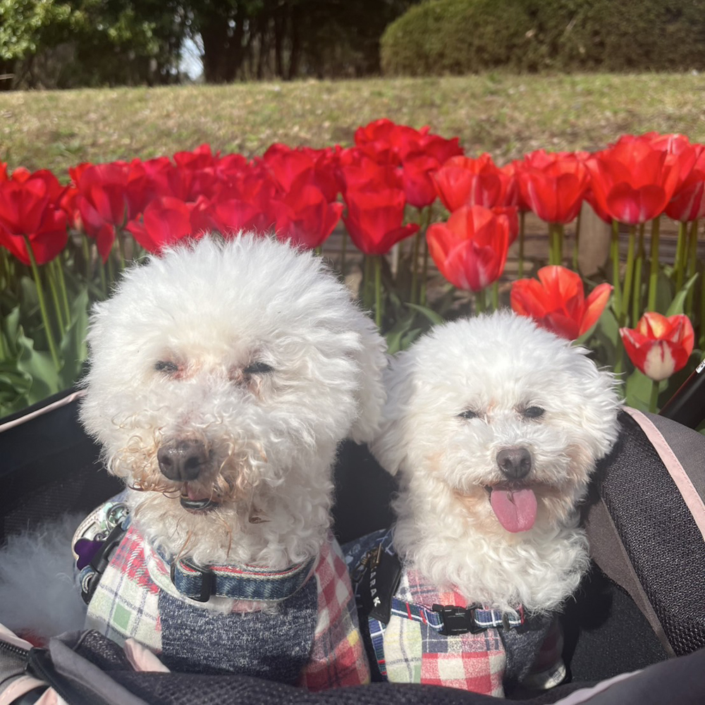 野澤先生の愛犬、とわちゃん＆おはなちゃん☆